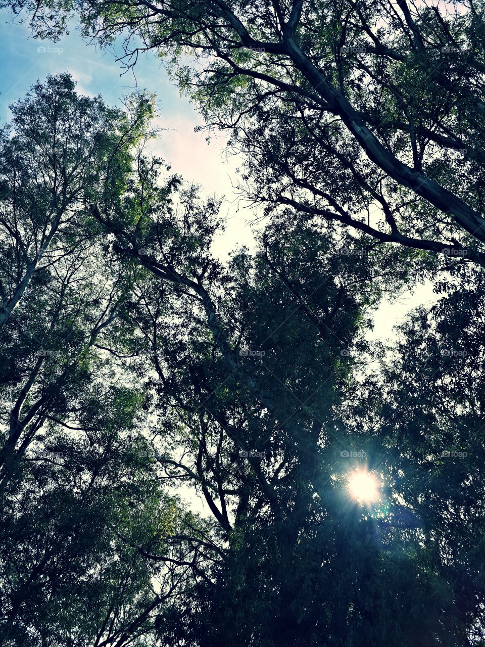 Trees sunlight