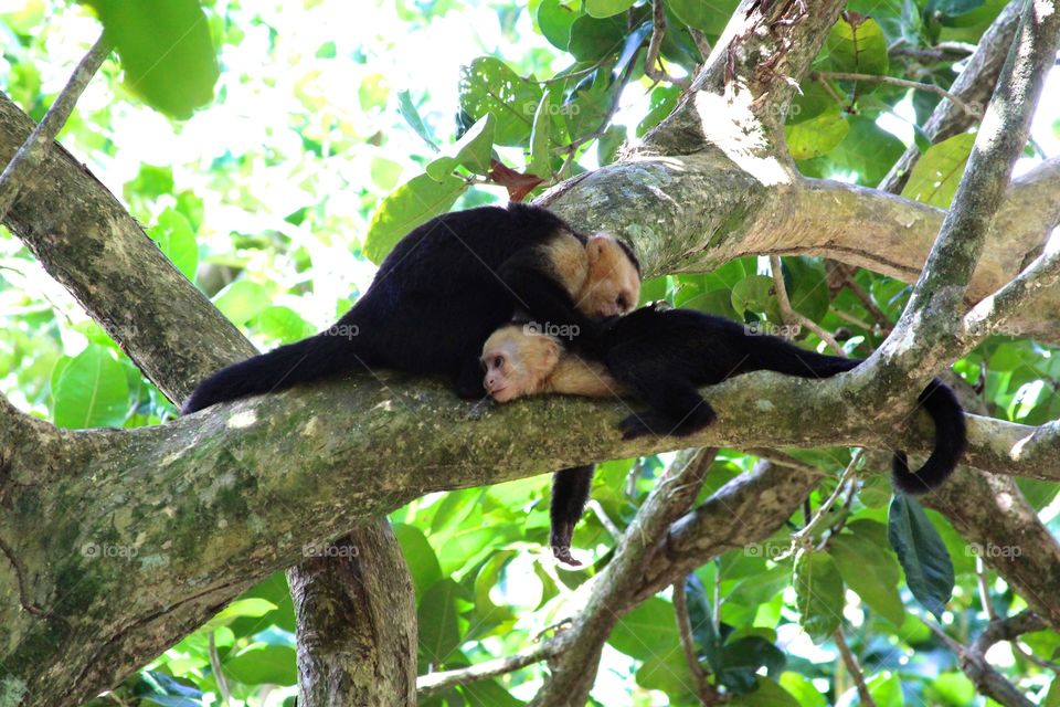 White-faced monkeys in Costa Rica