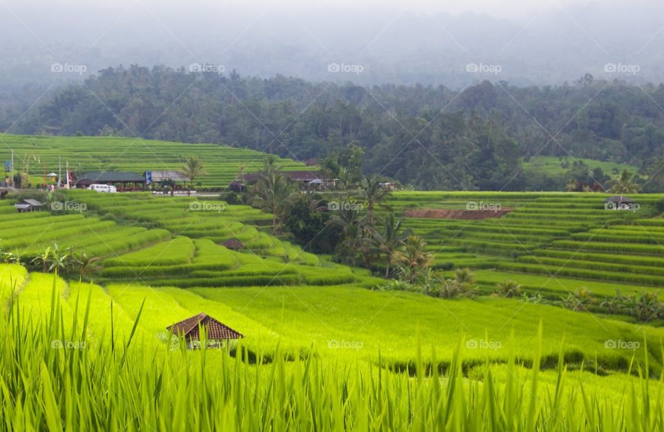 Rice fields Bali