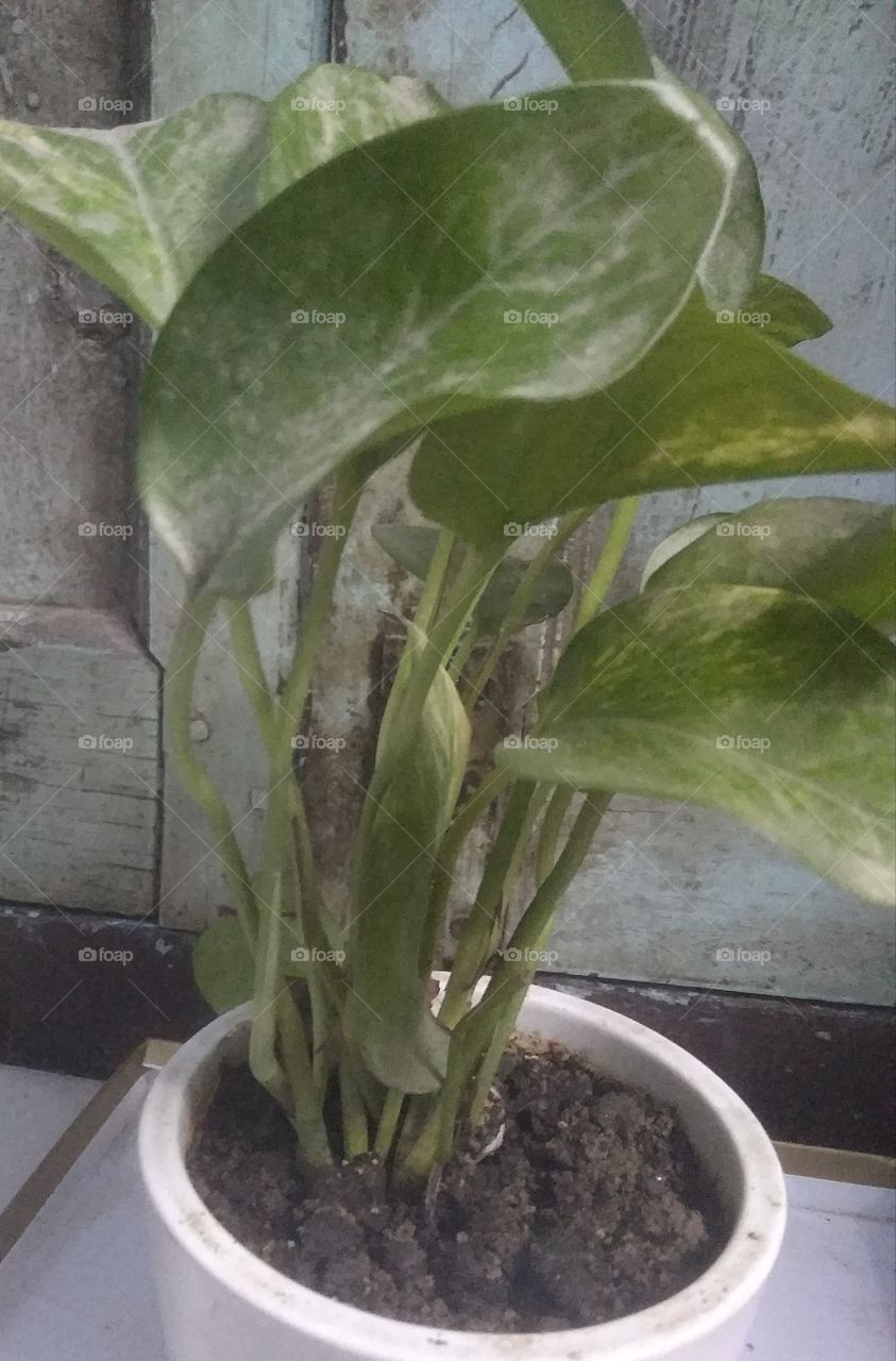 leaf herbal medicine close up Plant Green colour Food and Drink in Patna India looking very nice 😎