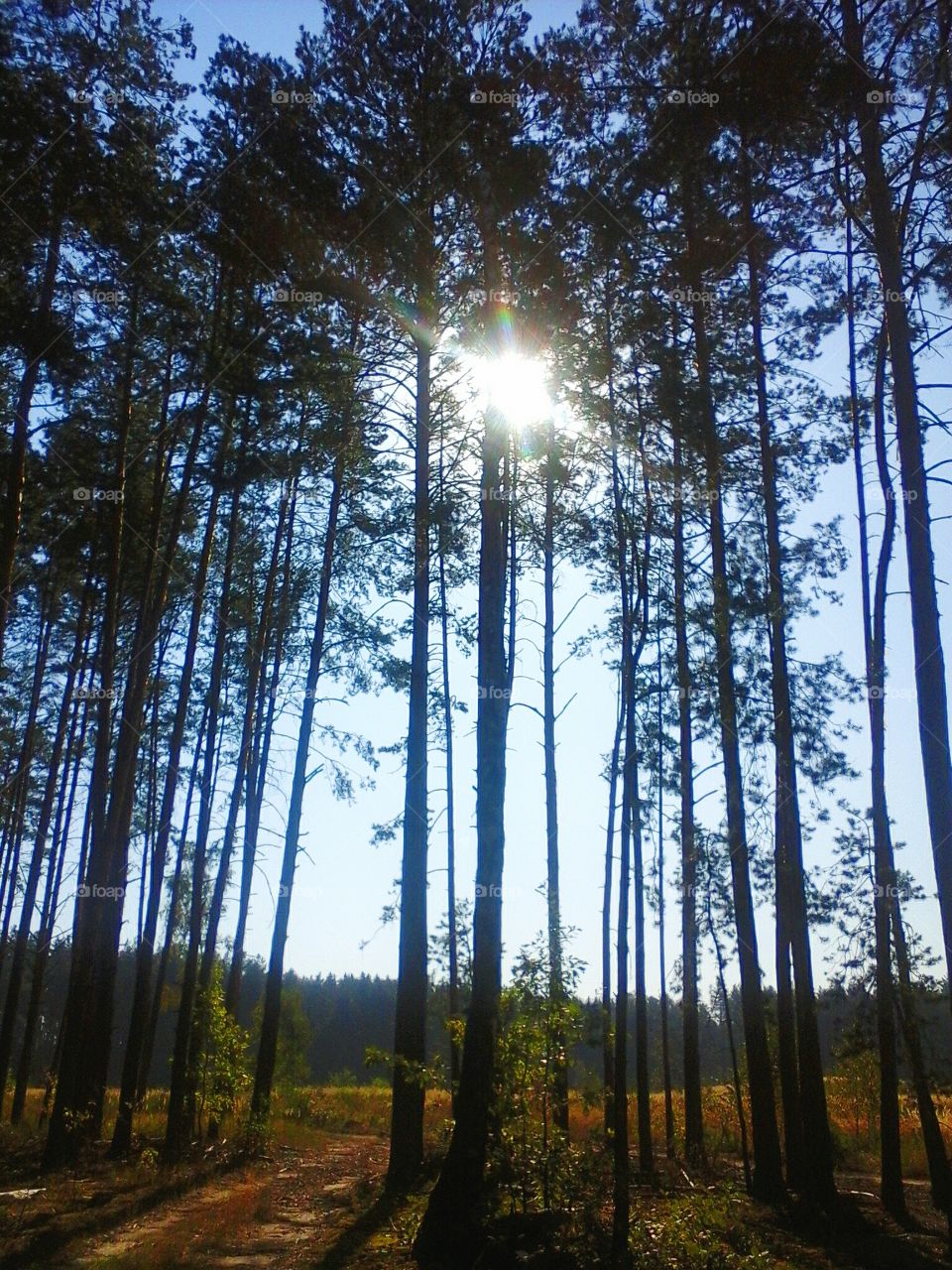 Sun rays through the trees of the forest