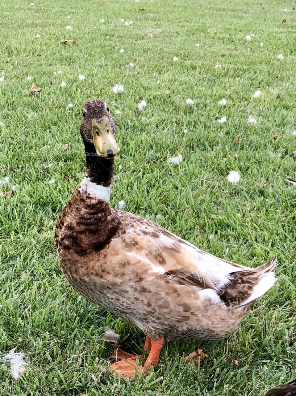 Quirky duck tilting head 