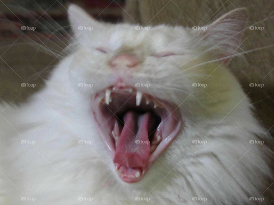white cat yawning big showing teeth