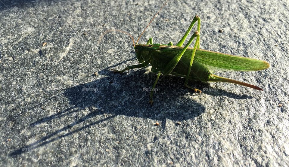 Grasshopper
