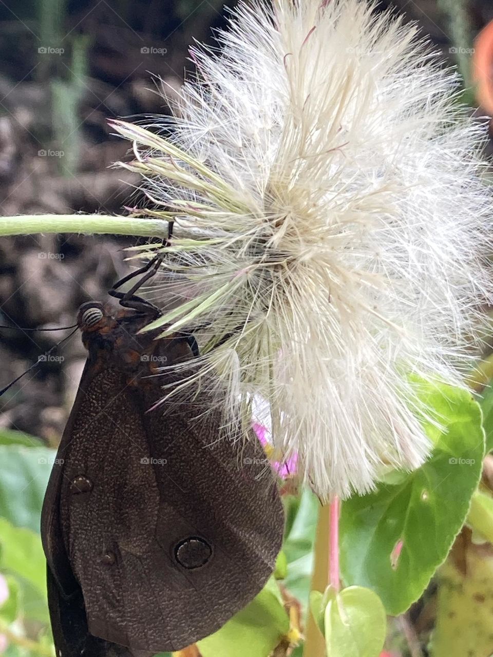 Flor de sopro toda desabrocha fica arcada pelo peso da borboleta agarrada no seu caule.
