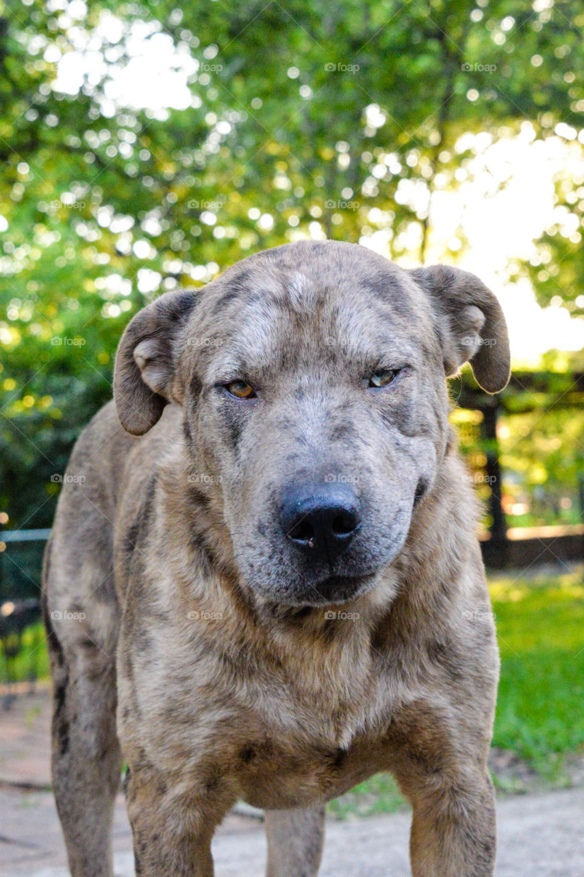 Portrait of dog