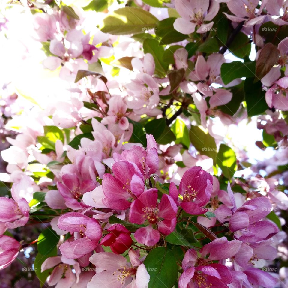 Pink Spring Blooms