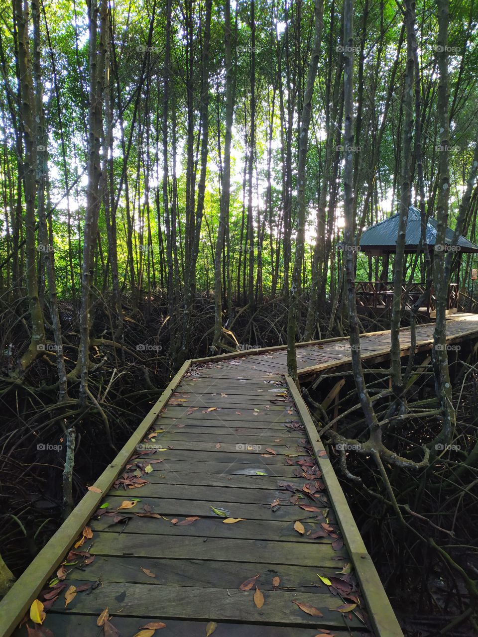 Bontang Mangrove Kutai National Park