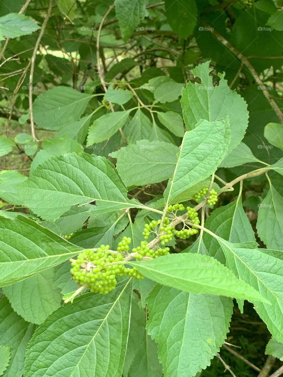 Strange berries