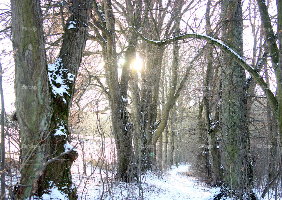 sun shining through bare trees in a snow landscape, footpath between trees