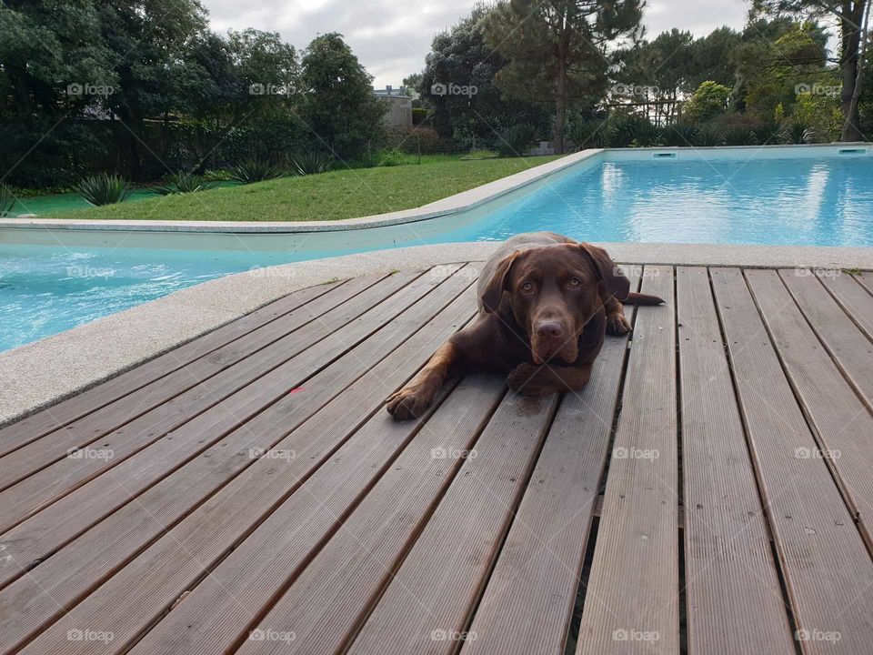 Dog#model#pool#baby