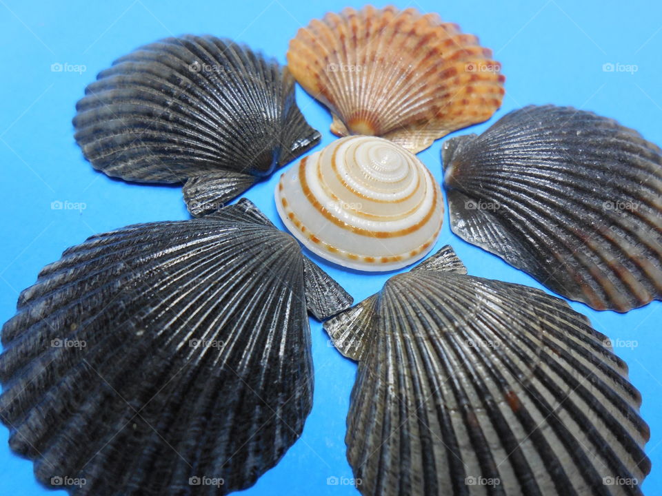 Scallop seashells flower