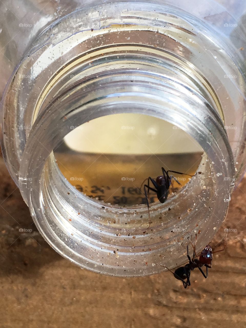 Worker ants on rim of glass jar dead ants inside