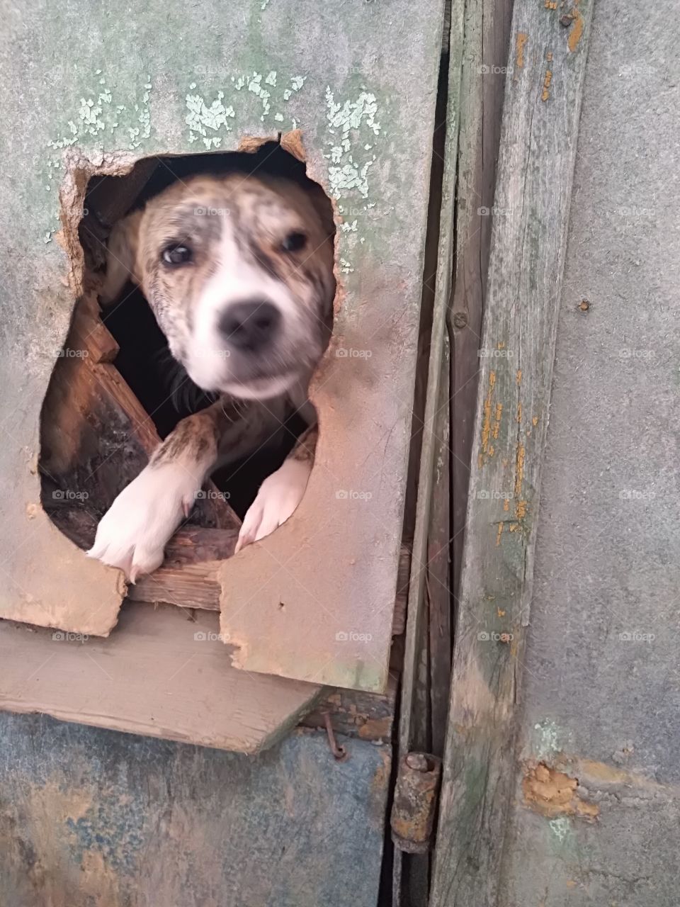 A dog in a cold day of December