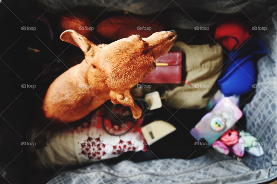 Doggie wants to go on vacation with mommy and daddy.