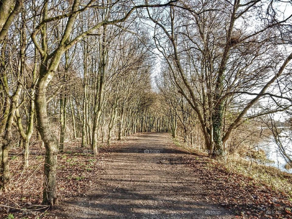 Forest walkway