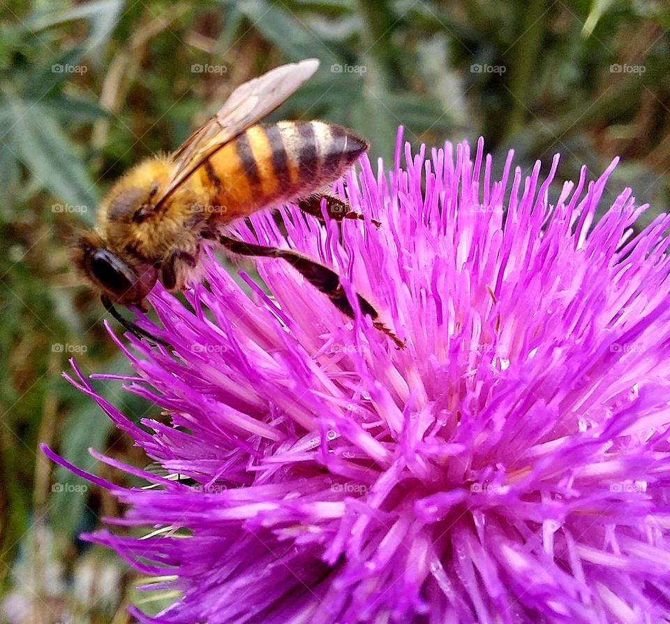 A abelha indiferente à minha presença,  aproveita o néctar da flor que a recebe generosamente com suas pétalas rosas.