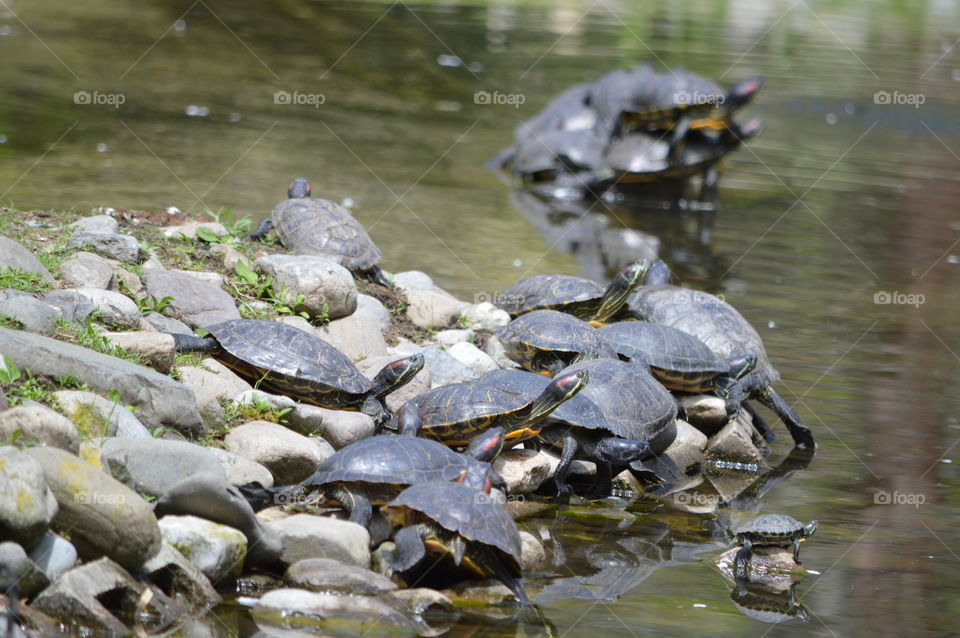 Turtle Party
