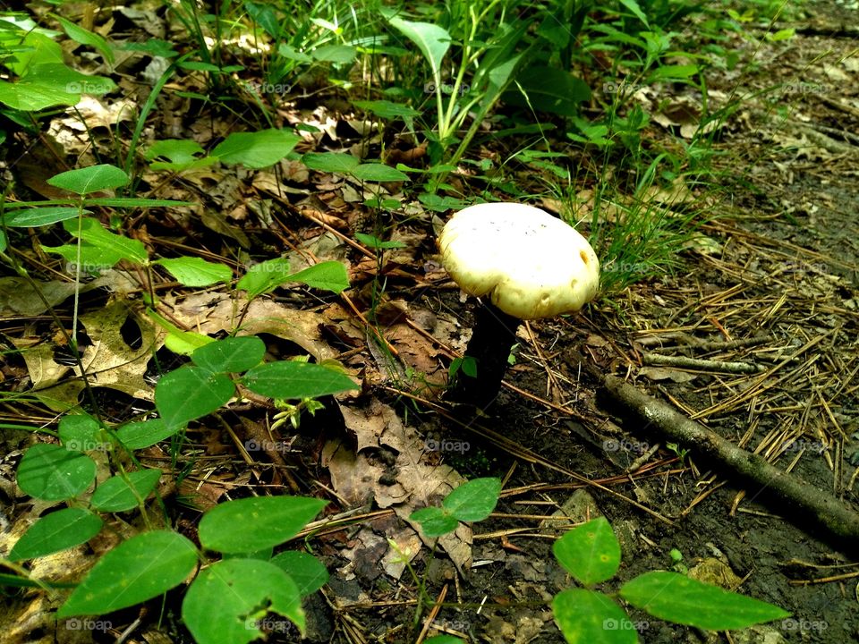 White Mushroom among ground foliage