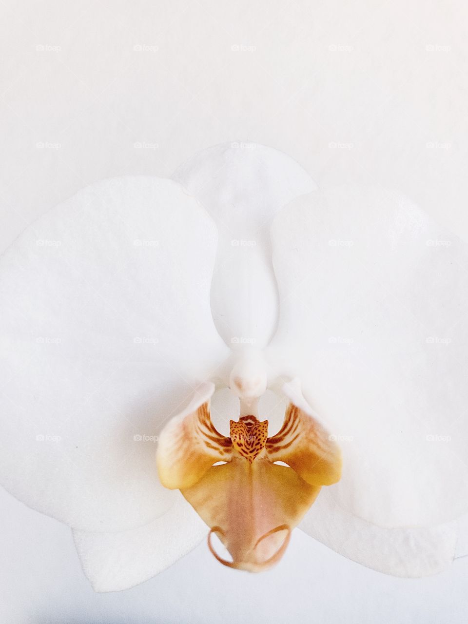 Orchid / Orchidee
