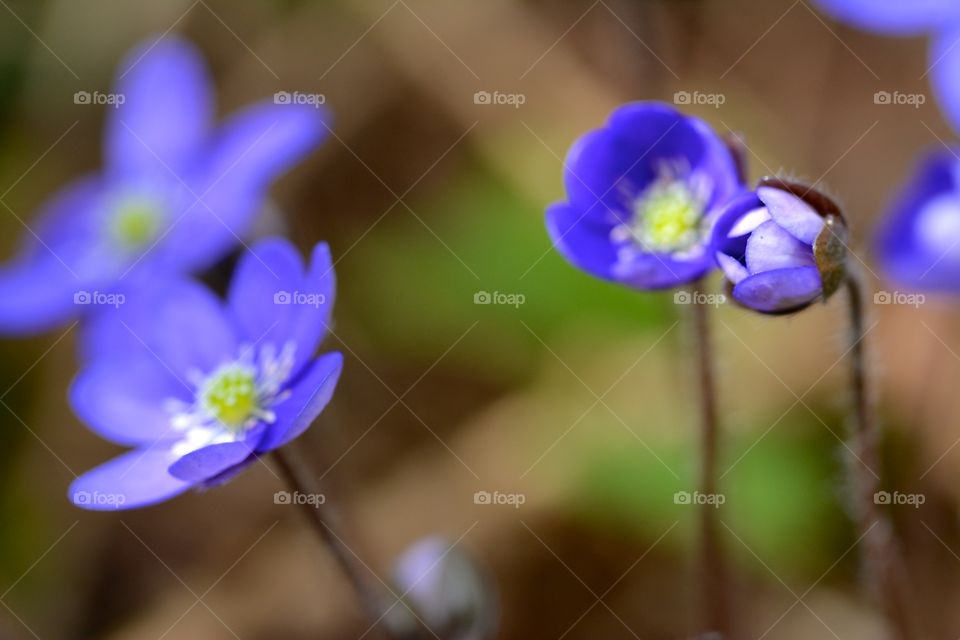 Beautiful hepatica - a sure sign of spring 
