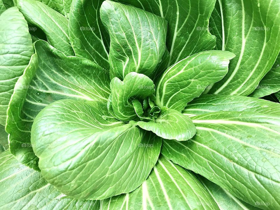 Japanese green spinach