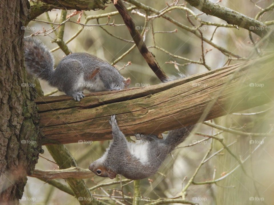Squirrels on a tree 