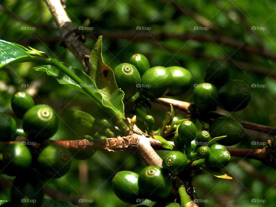 Green coffee