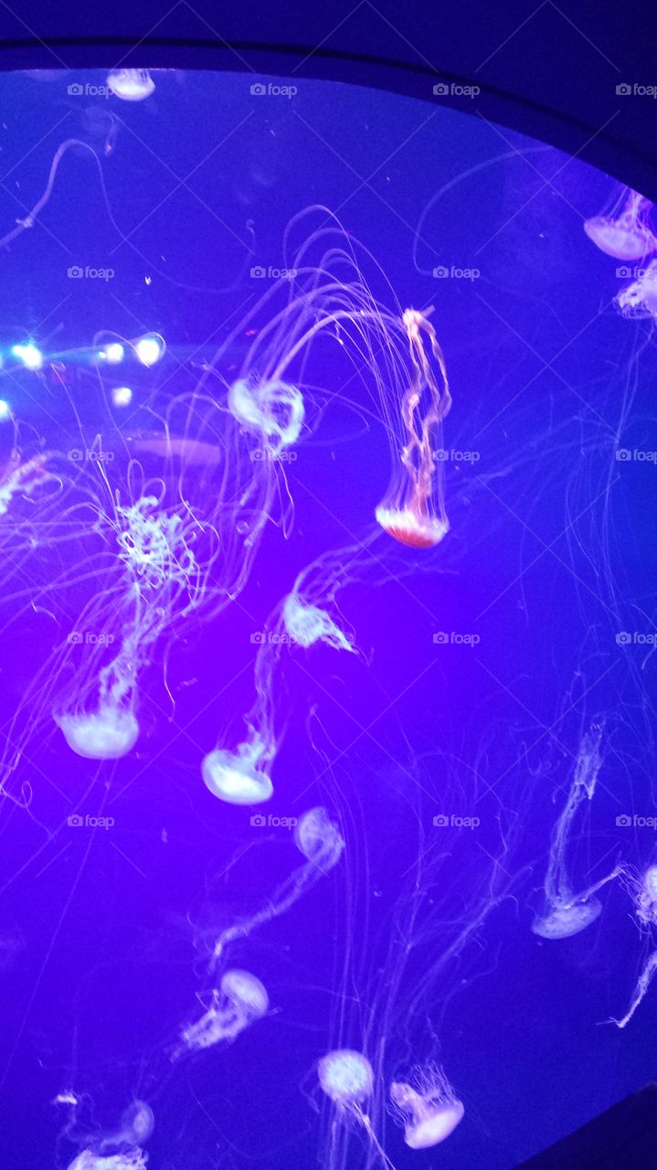 Jellyfish at Discovery Center NC
