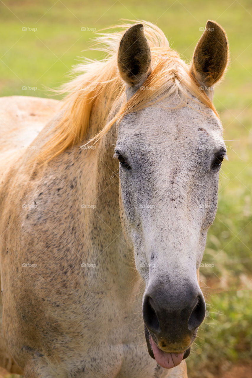 Close-up of horse