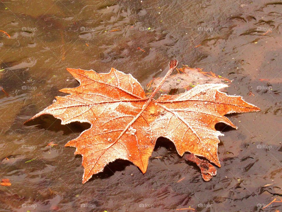 Close-up of autumn leaf