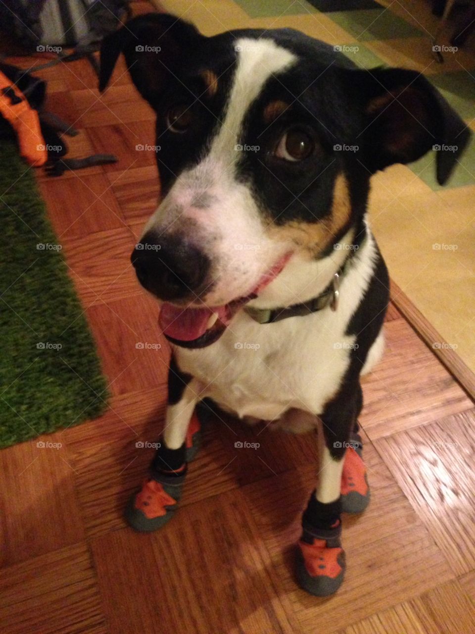 Nelly in her hiking boots