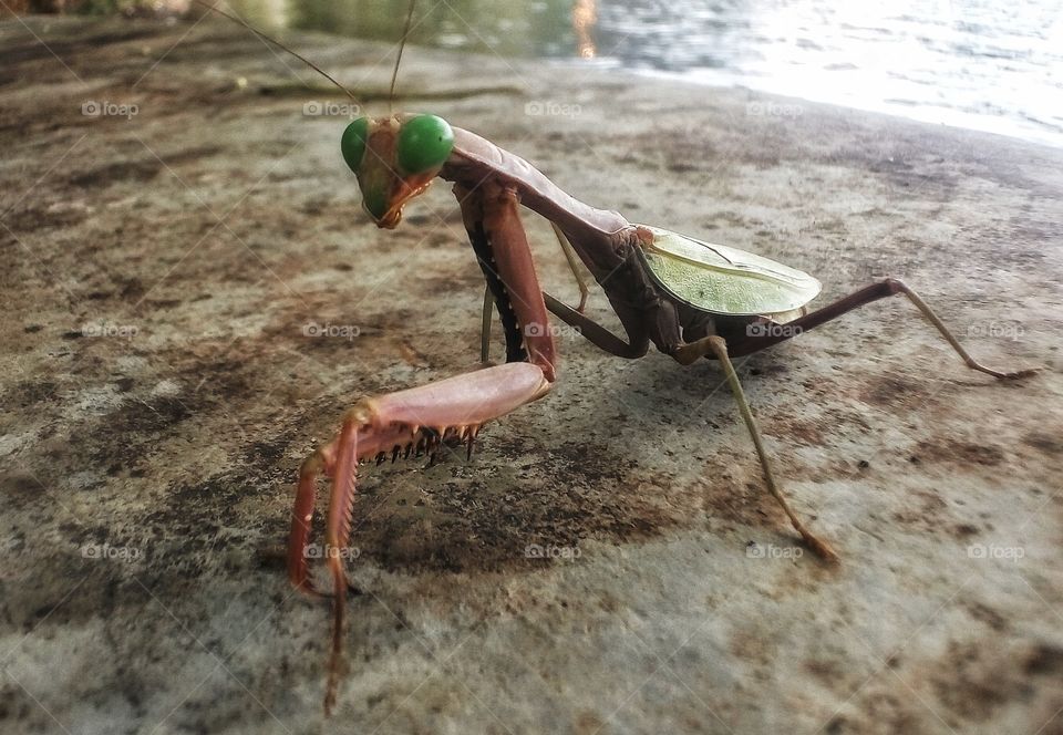 mantodea