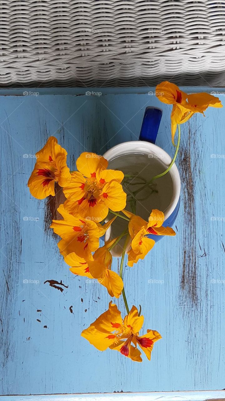vibrant yellow and orange nasturtium flowers in a navy blue jug vase on the background of a blue table
