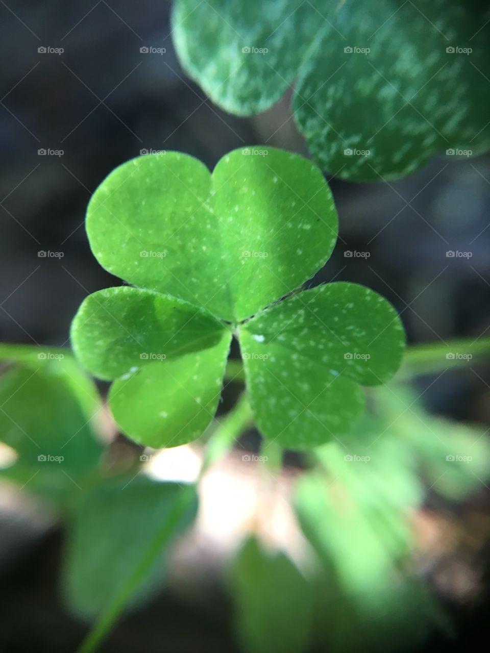 Clover leaf 