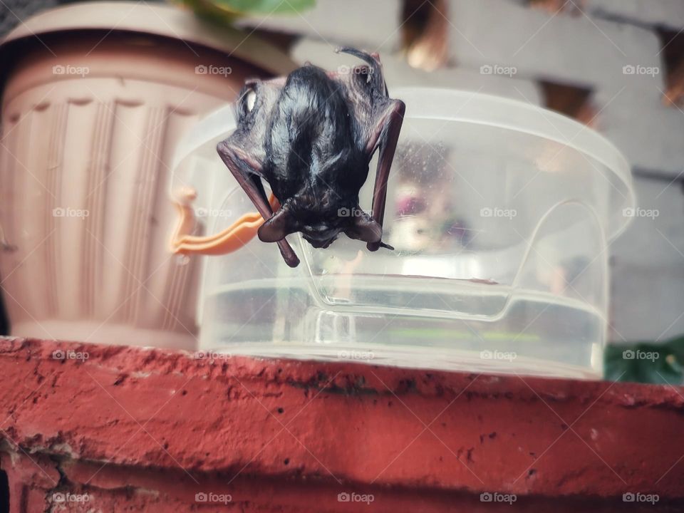 A wet bat, hanging