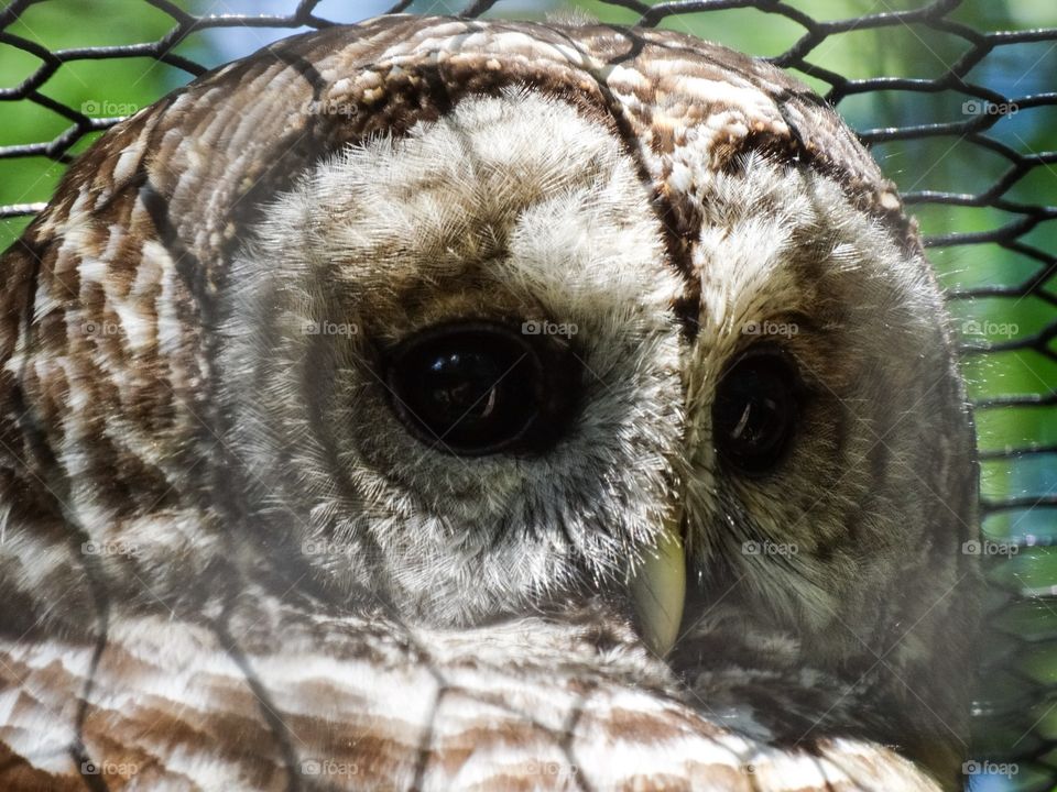 Owl. Owl at Zoo 