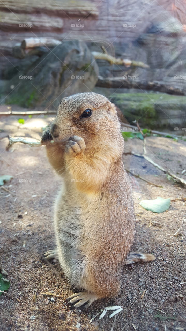 Prairie dog