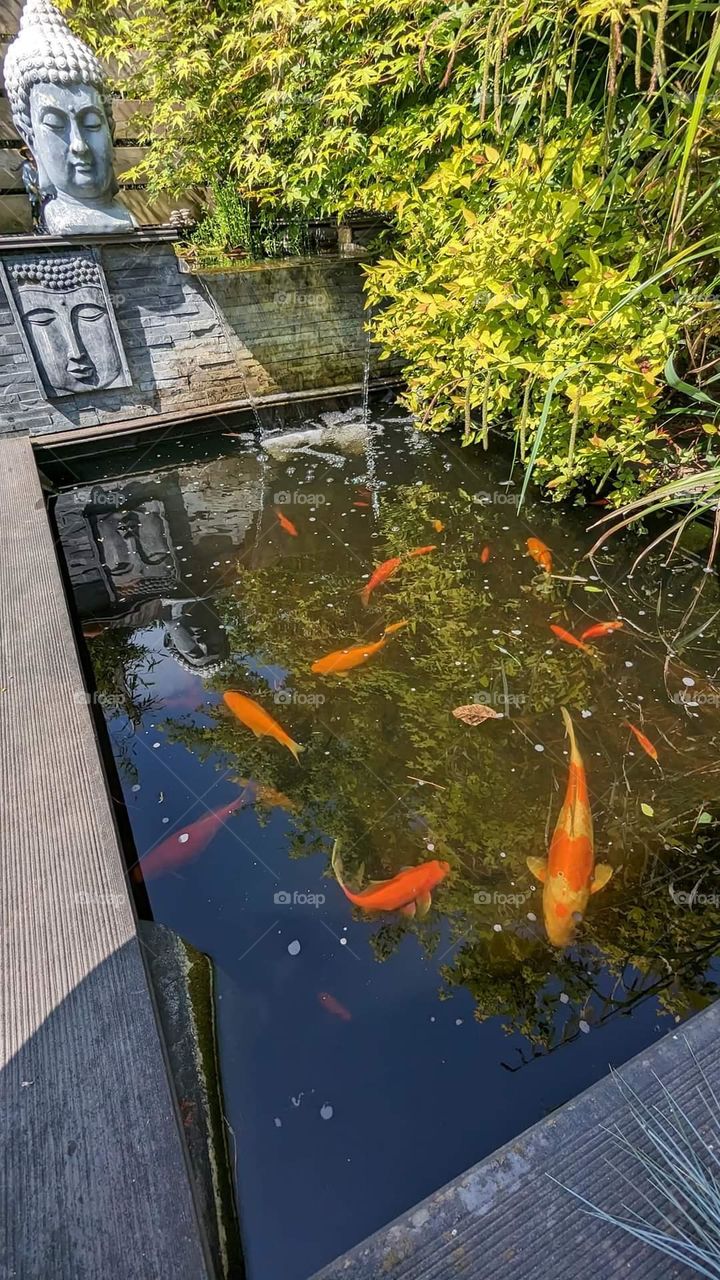 at the edge of the pond,