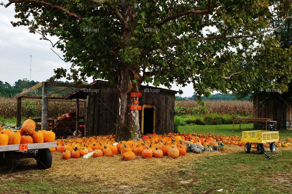 Pumpkin on cart