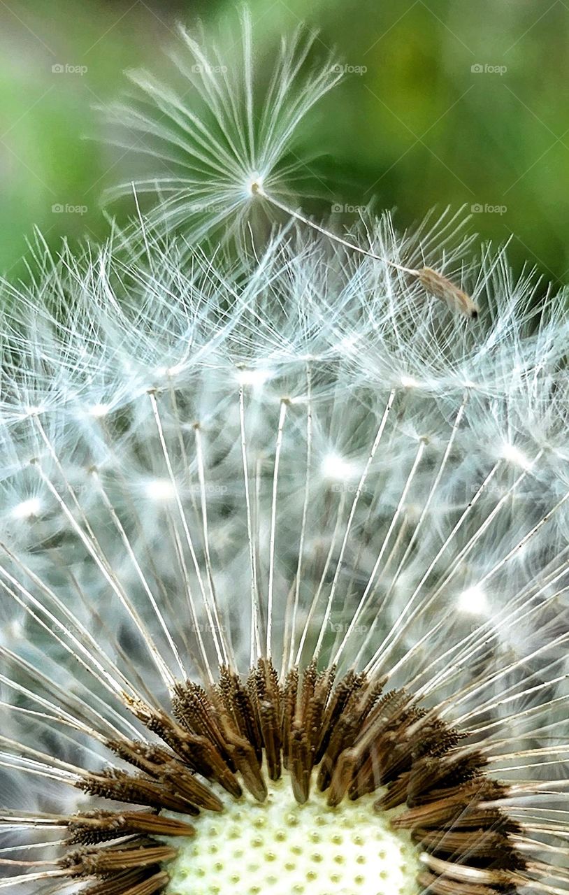 Dandelion seeds ready to disperse