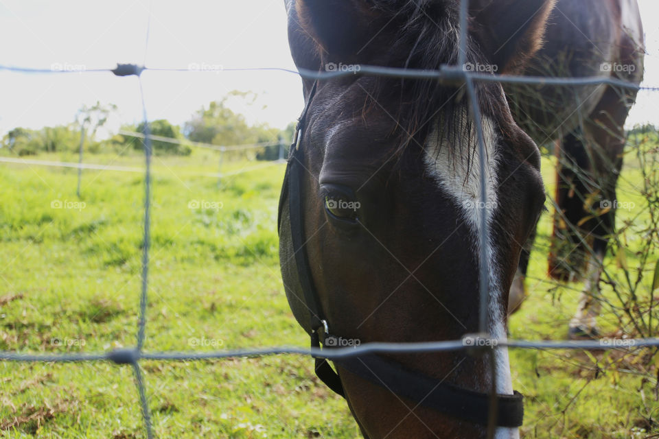 You can really feel the kindness in this horse's eyes.
