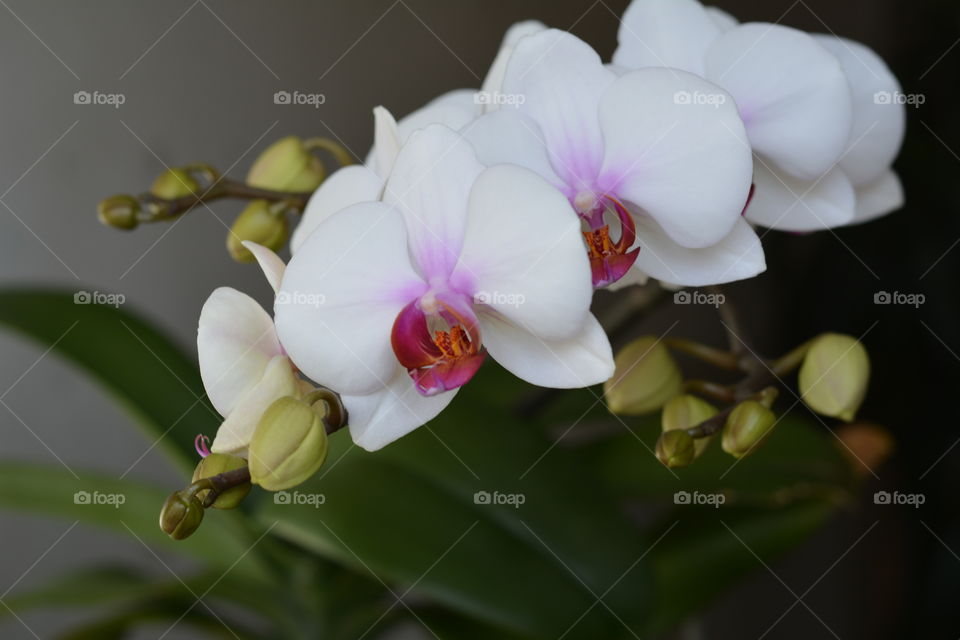 Flower, Flora, Nature, Orchids, Tropical