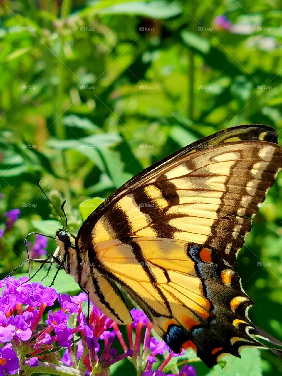 Yellow Monarch Butterfly