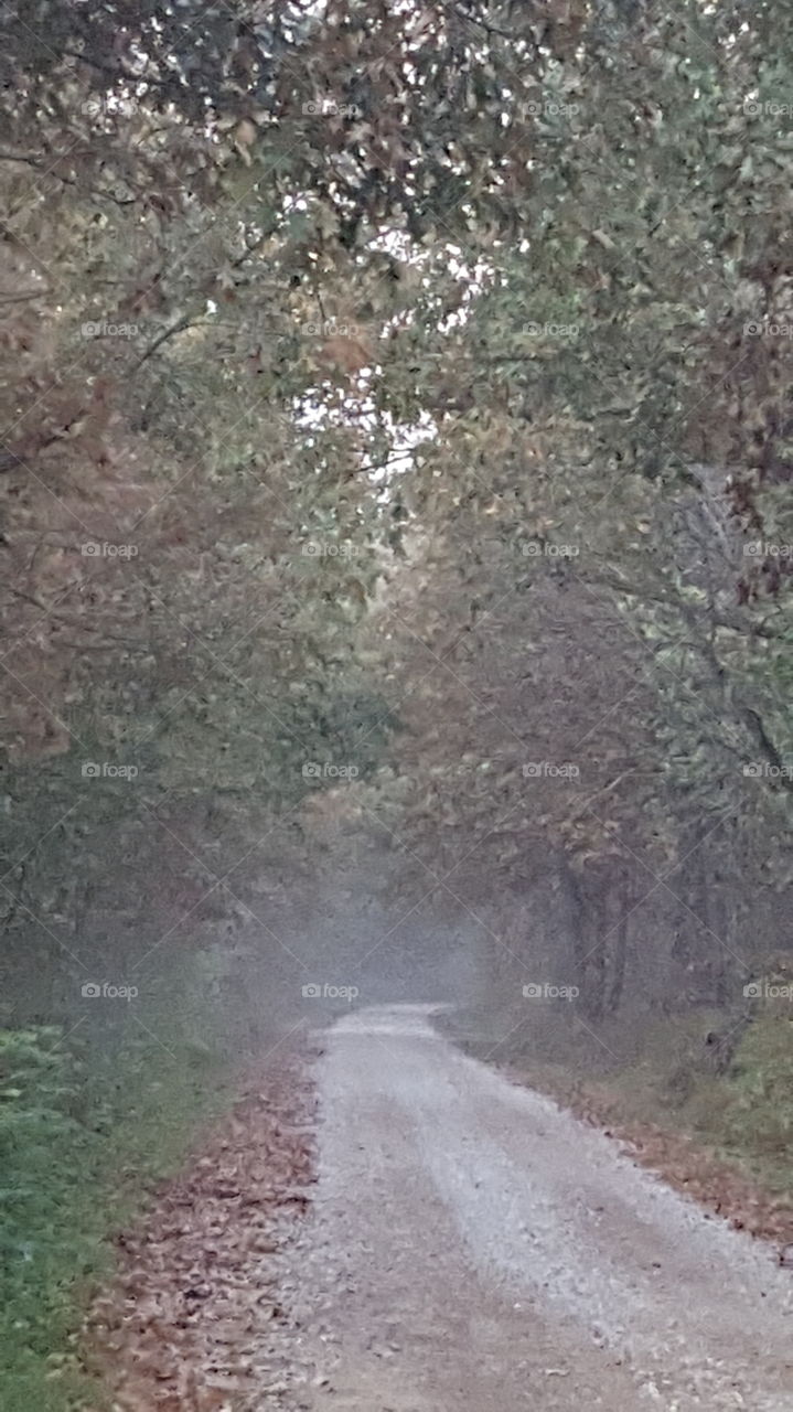foggy lane