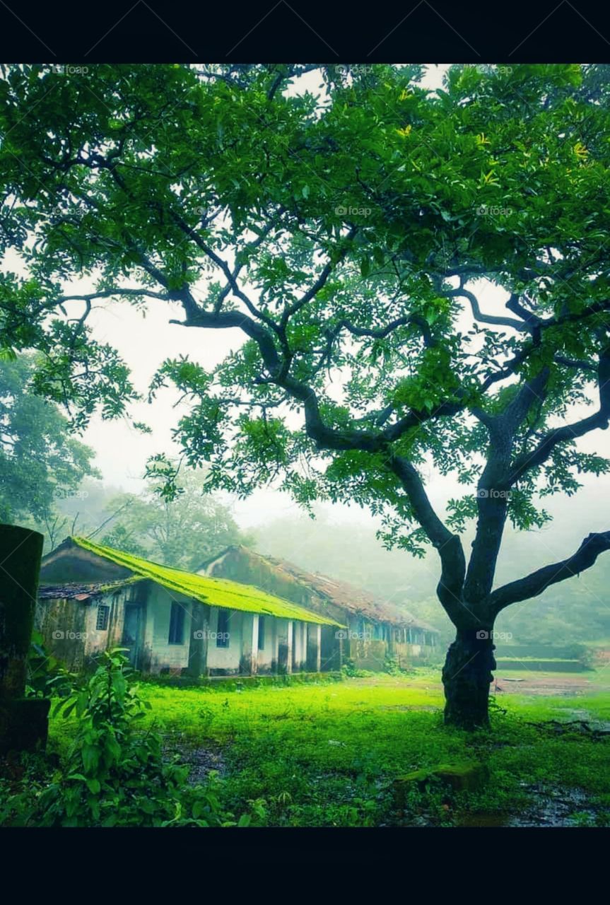 green colour stories