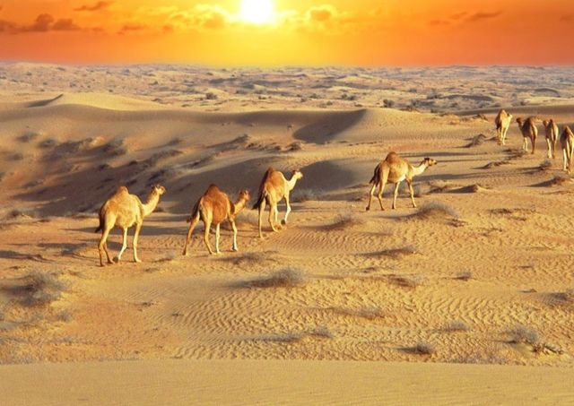 Wild 🐪🐫