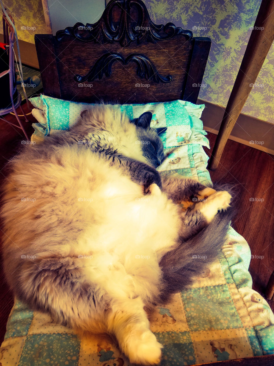 Cat Napping in a  doll bed