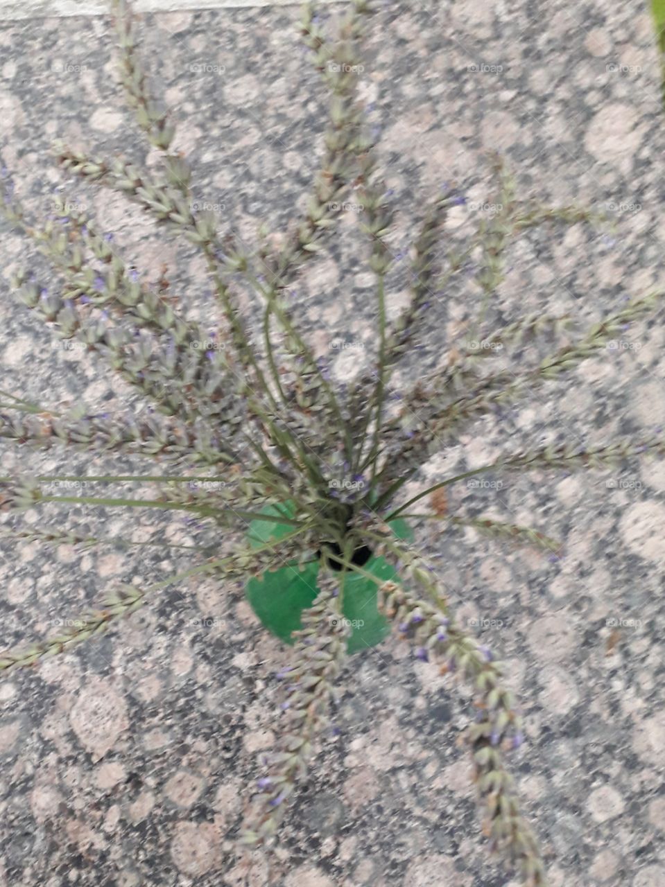 lavender still life and stone background 1