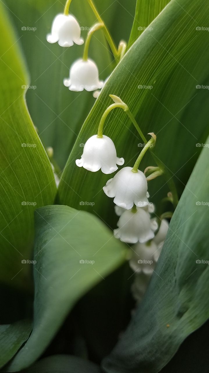 lilies of the valley